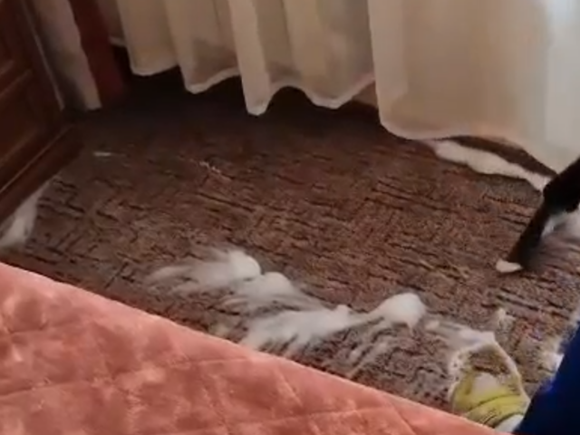 Химчистка ковра