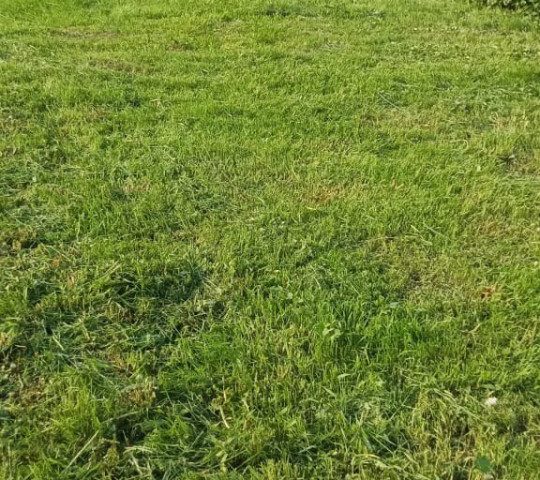 Уборка территории с покосом травы и стрижкой кустарника кустарника